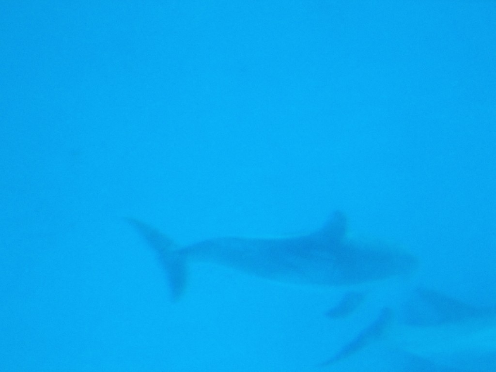 Dolphin pictures