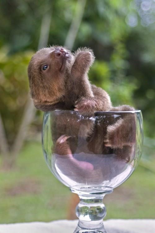 Cute baby sloth in a glass