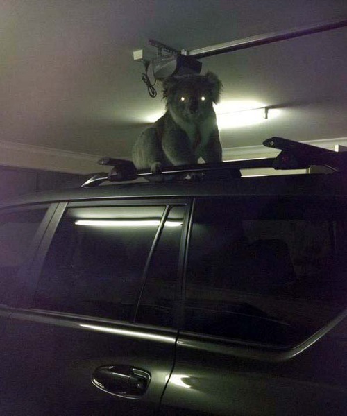 creepy koala on a car