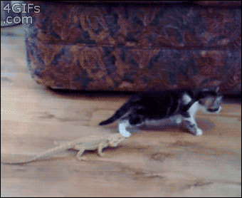 Cat scared by lizard