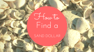 How To Find a Sand Dollar