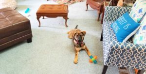 dog with a toy in the middle of a living room