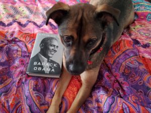 Family book club. Dog reading A Promised Land by Barack Obama